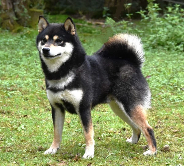 Shiba Sakura à Bassevelle
