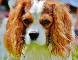 Élevage cavalier king charles dans les Hauts-de-Seine